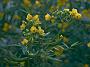 Cassia stipulacea1